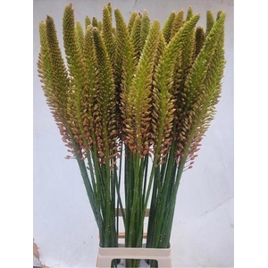 EREMURUS CLEOPATRA