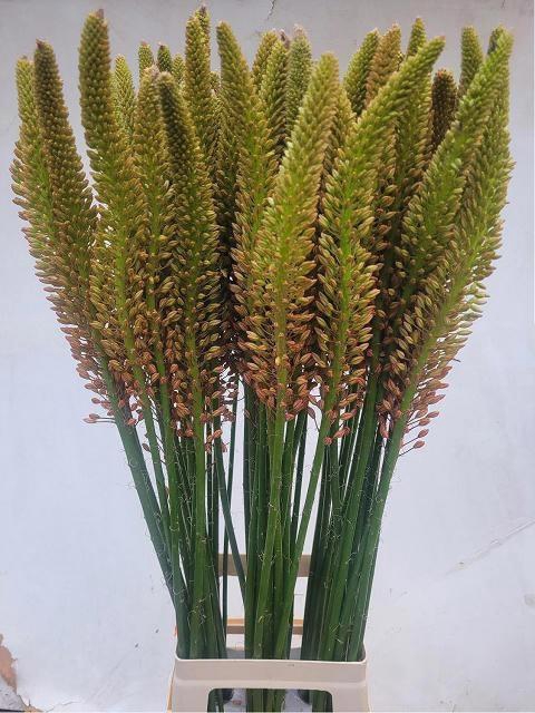 <h4>EREMURUS CLEOPATRA</h4>