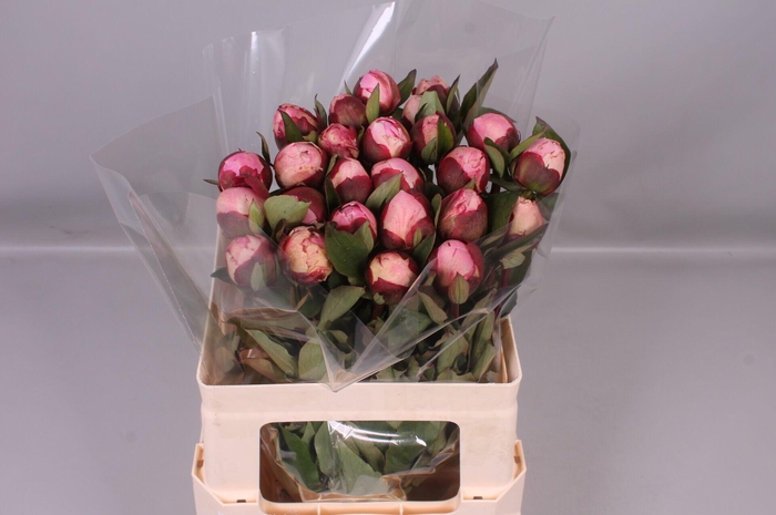 <h4>Paeonia Gardenia</h4>