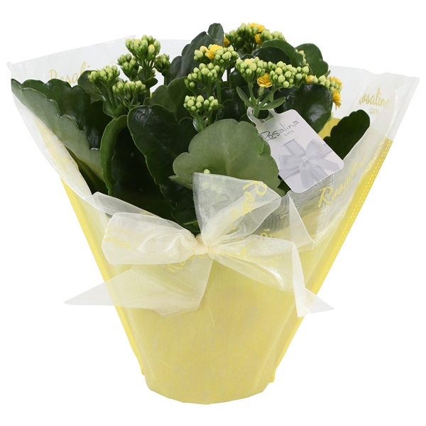 <h4>KP-730.1 GL - Kalanchoe Rosalina geel 15cm in Pastel Gifts geel</h4>