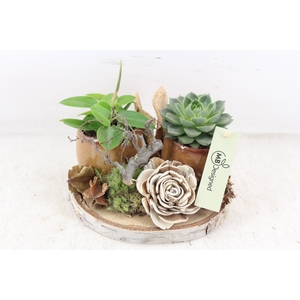 arr2 MB - Hout schijf brown 2pot