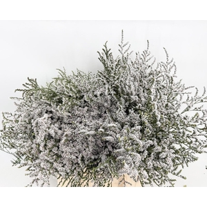 Limonium Tataricum (bunche x 20)
