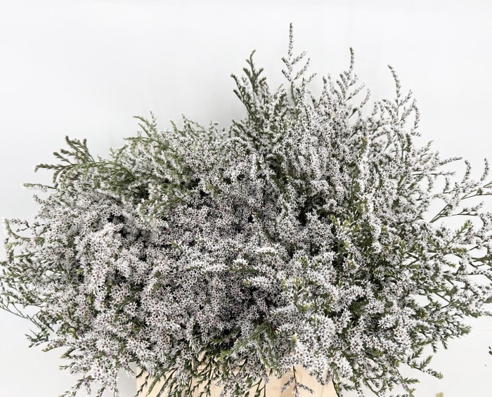 <h4>Limonium Tataricum (bunche x 20)</h4>