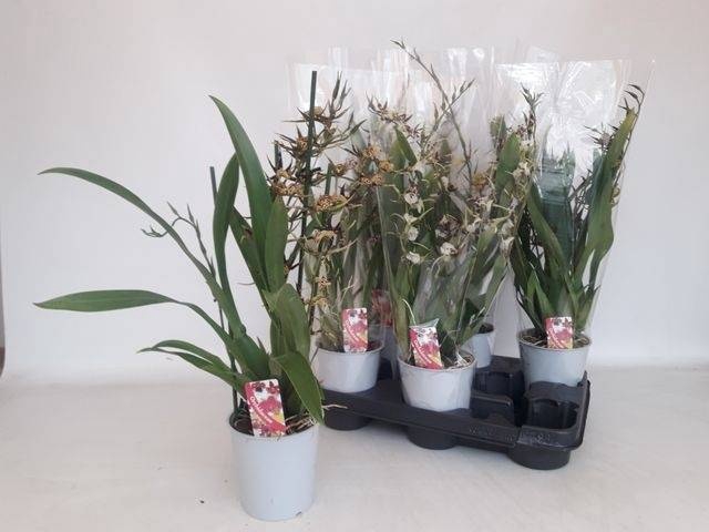 <h4>BRASSIA SUMMER DREAM</h4>