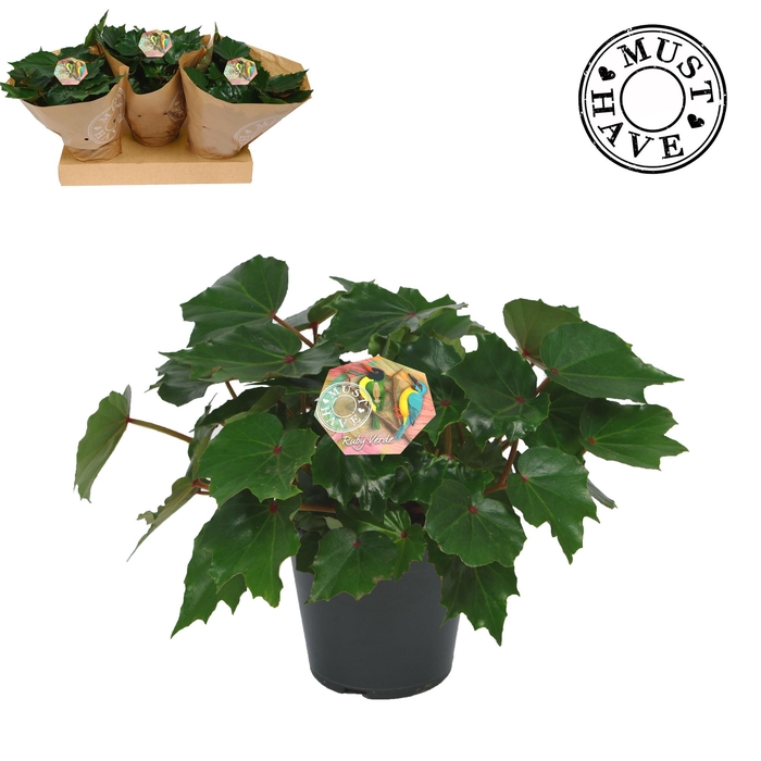 <h4>Bladbegonia Rex Rubi Verde MUST HAVE</h4>