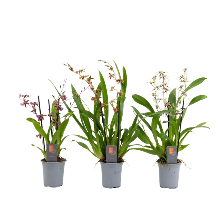 <h4>Inca Oncidium 4+ spike 9cm</h4>