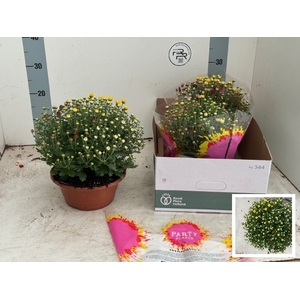 Chrysanthemum Indicum carnaval mix 23Ø 30cm 5pp