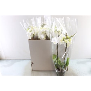 PHAL KING WHITE 2 TAK BO XL