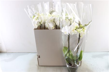 <h4>PHAL KING WHITE 2 TAK BO XL</h4>