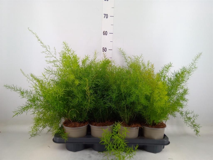 <h4>Asparagus dens. 'Sprengeri'</h4>