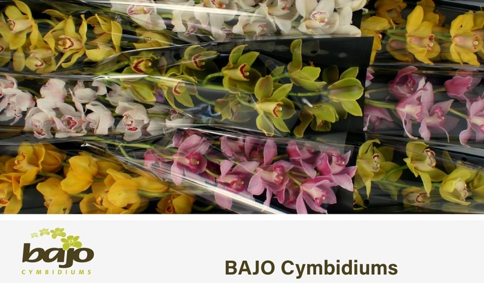 <h4>CYMB T GEM</h4>