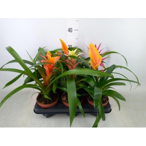 Bromelia   ...mix