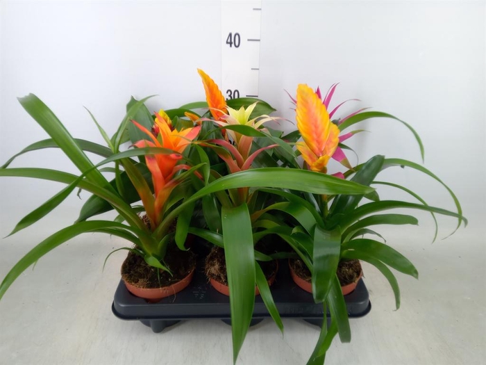 <h4>Bromelia ...mix</h4>