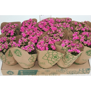 KALANCHOE DOBRADO P11 PINK
