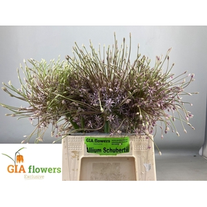 ALLIUM SCHUBERTII