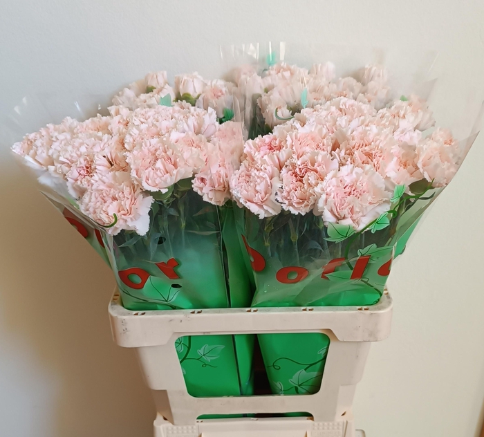 <h4>DI ST HANOI</h4>