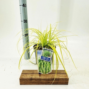 Carex oshimensis Evercolor Everillo