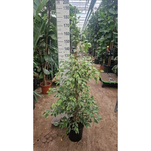 Ficus Golden King