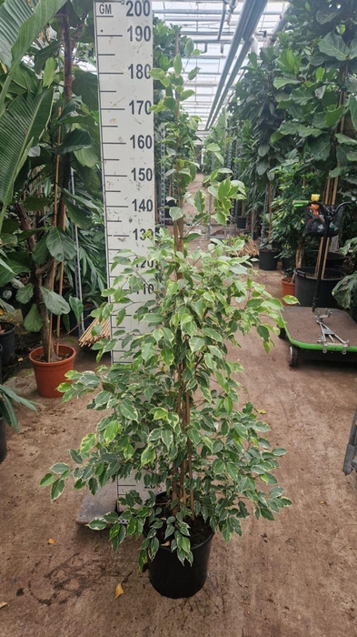 <h4>Ficus Golden King</h4>