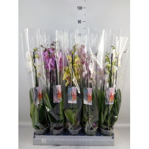 Phalaenopsis   ...mix  8