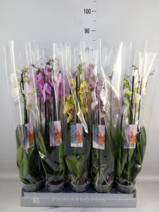 <h4>Phalaenopsis   ...mix  8</h4>