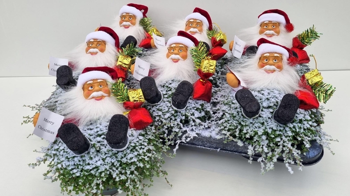 <h4>SOLEI SOL GROEN</h4>