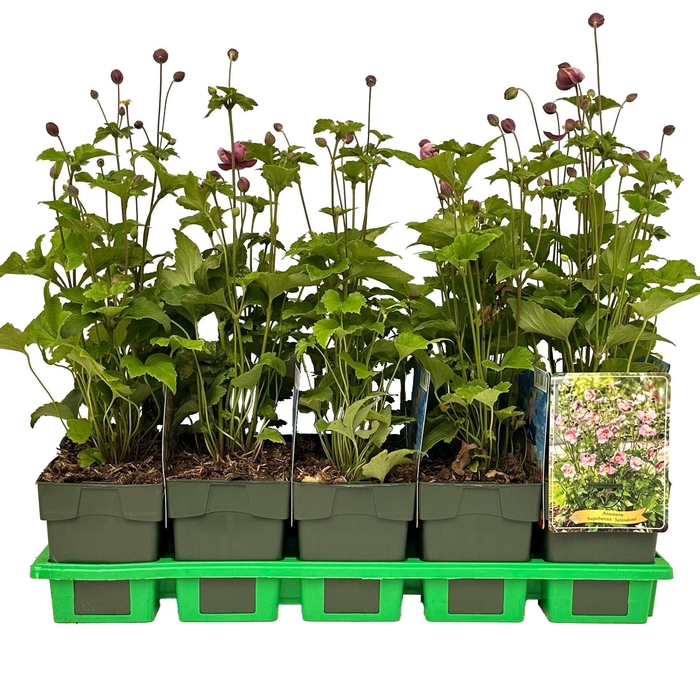 <h4>Anemone hupehensis Splendens</h4>