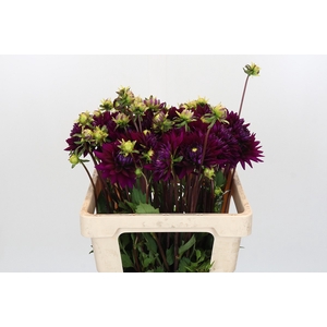 Dahlia Ambition