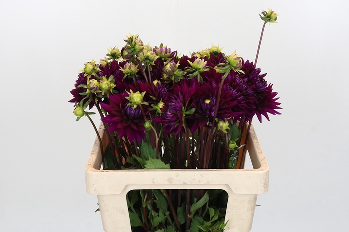 Dahlia Ambition