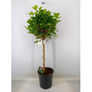 Ficus microcarpa 'Moclame'
