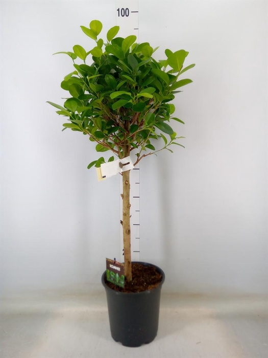 <h4>Ficus microcarpa 'Moclame'</h4>