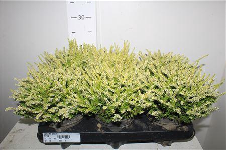 <h4>Callu Bl Anouk</h4>
