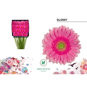 Gerbera Glossy Diamond per kaart