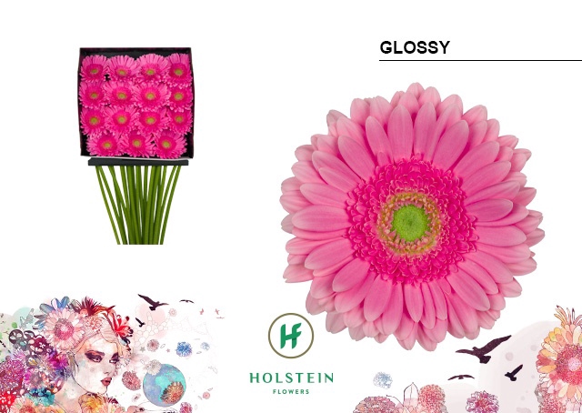 <h4>Gerbera Glossy Diamond per kaart</h4>