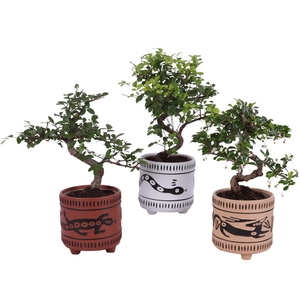 Bonsai Indoor Mix Ø12cm S-Shape in Ø 14cm Ceramic EV664