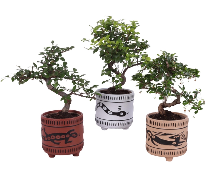 <h4>Bonsai Indoor Mix Ø12cm S-Shape in Ø 14cm Ceramic EV664</h4>