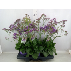 Limonium  'Salt Lake'