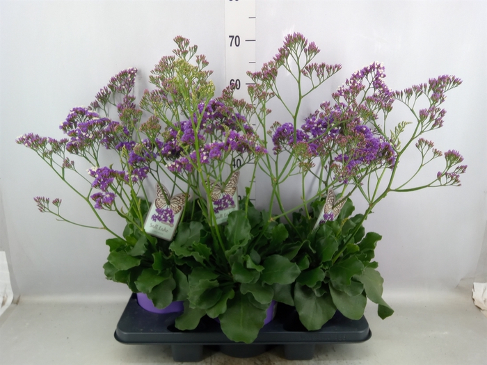 Limonium  'Salt Lake'