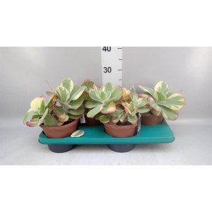 Kalanchoe NF thyrsiflora