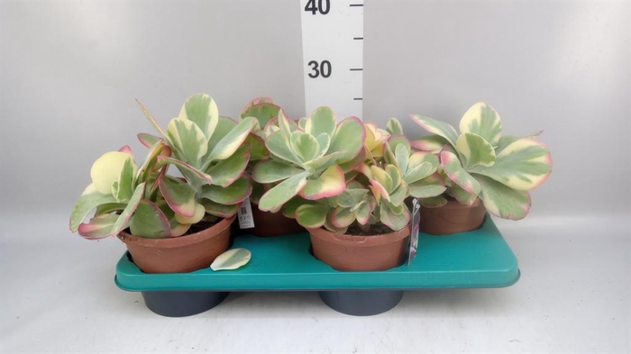 <h4>Kalanchoe NF thyrsiflora</h4>