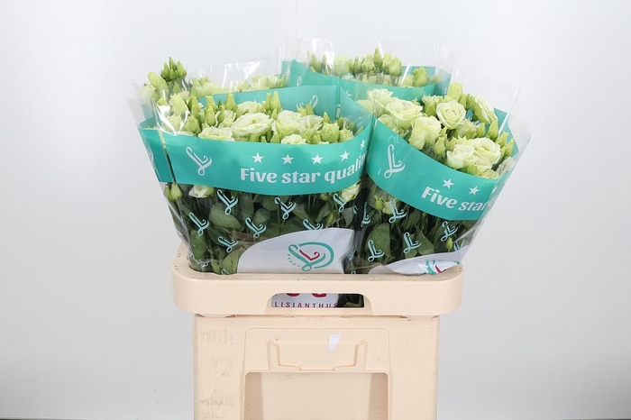 <h4>Eust G Rosita Green</h4>