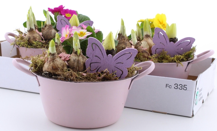 <h4>ARR PL IN SCHAAL</h4>