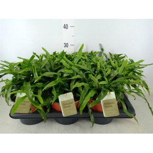 Microsorum diversifolium