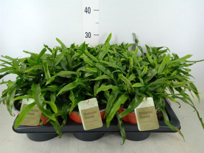 <h4>Microsorum diversifolium</h4>