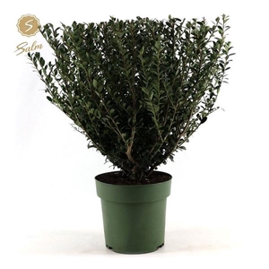 Ilex crenata 'Jenny'® P21