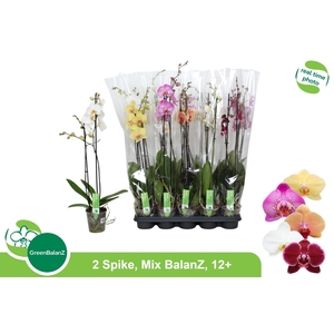 PHAL GEM