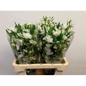 DELPH EN M SIL WHITE