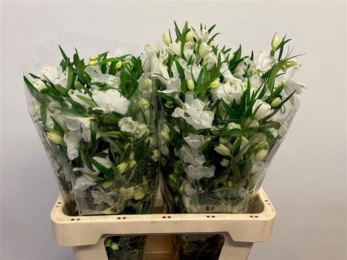 <h4>DELPH EN M SIL WHITE</h4>