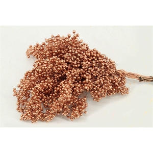 Schinus M Pt Copper Bunch