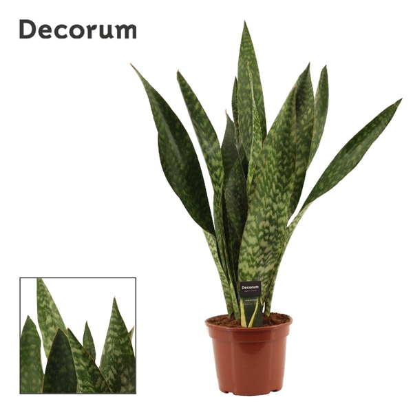 <h4>Sansevieria Jamaiquina Regular 21 cm (Decorum)</h4>